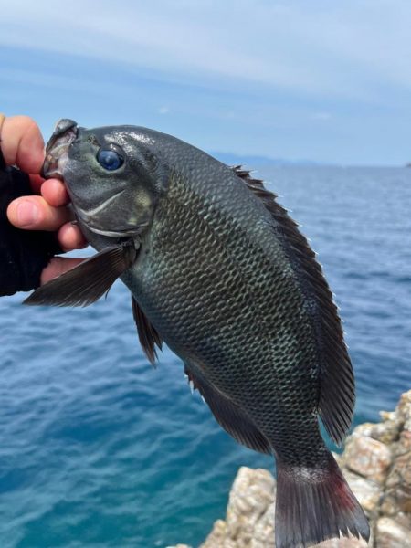 フカセ釣り釣行