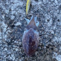 カマスとコウイカ