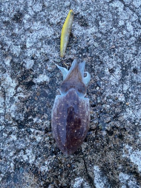 カマスとコウイカ