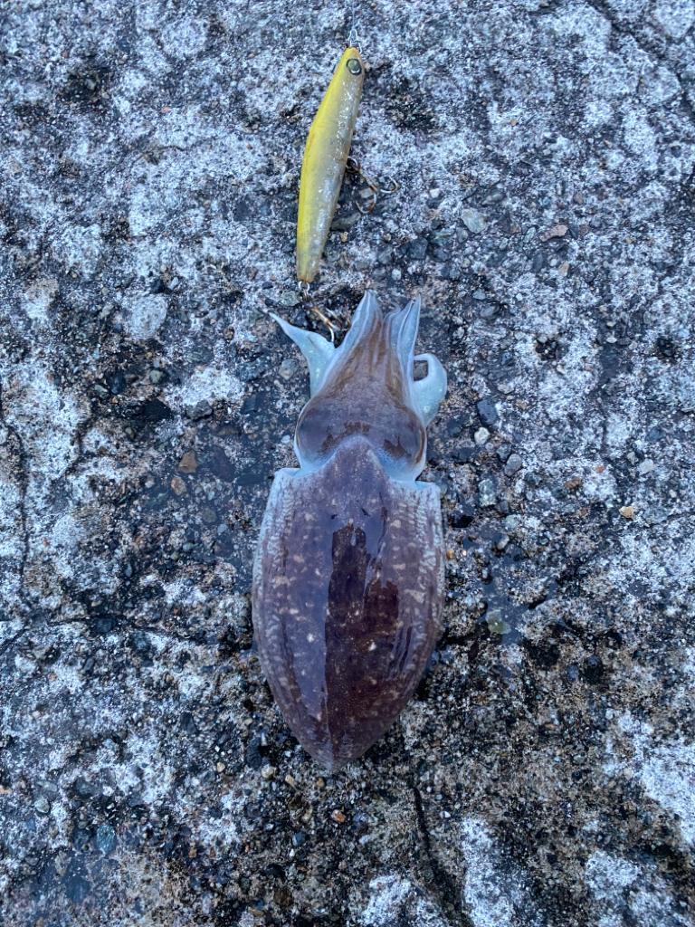 カマスとコウイカ