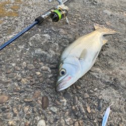 小ぶりな三目魚