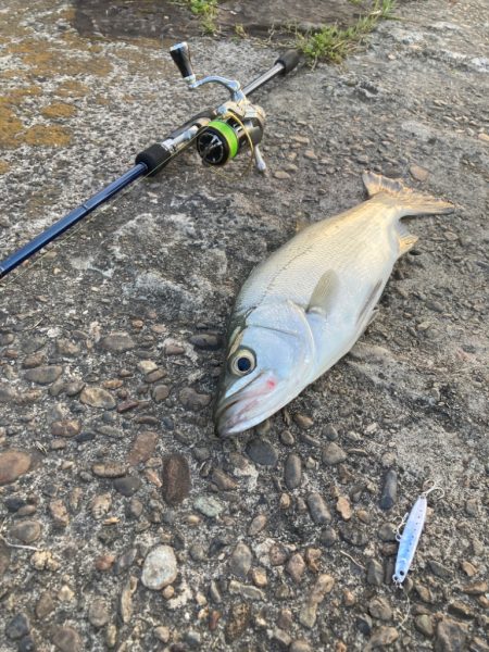 小ぶりな三目魚