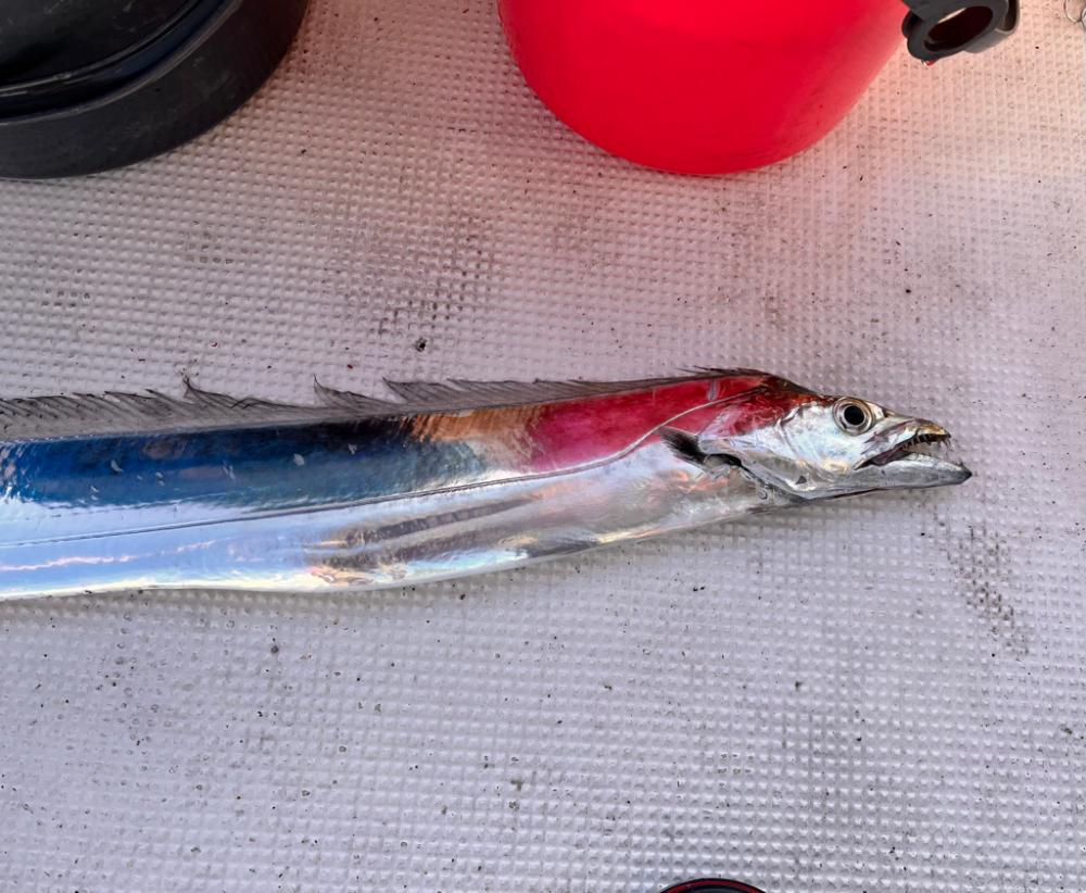 白甘鯛!他、五目釣り