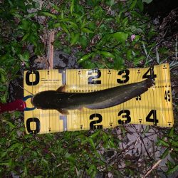 満潮からの下げ狙い