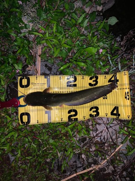 満潮からの下げ狙い