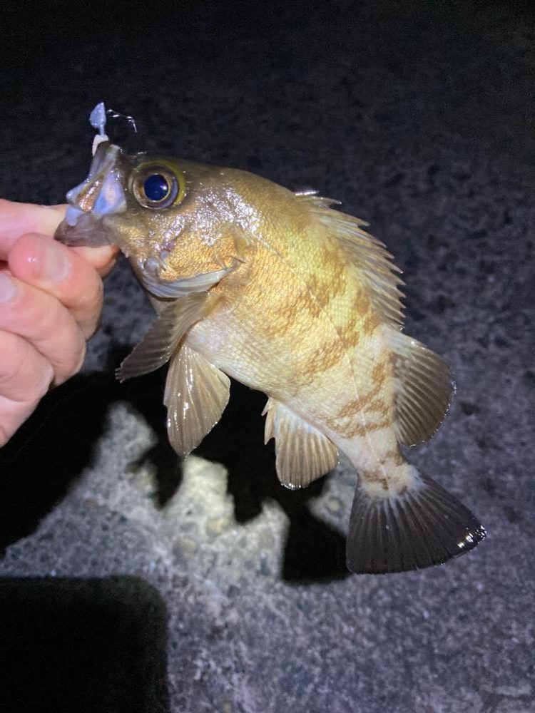 メバル連発しました