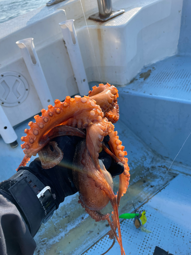 明石沖の船タコ釣り
