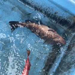 今季お初のオオモンハタ