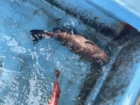 今季お初のオオモンハタ