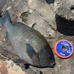 久しぶりのクロ釣り