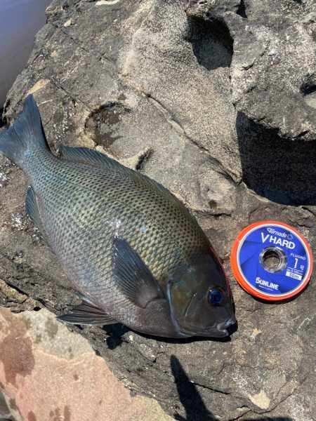 久しぶりのクロ釣り