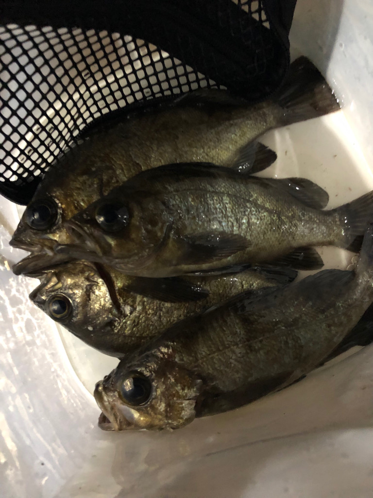 爆風プラッキング