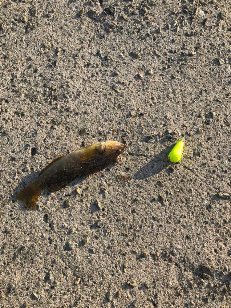 行き着いた先でアブシン