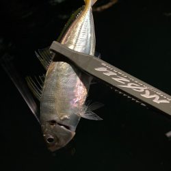 爆風の中のアジング