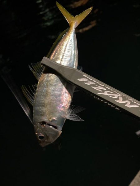 爆風の中のアジング