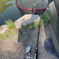 千早川マス釣り堀でトラウト！