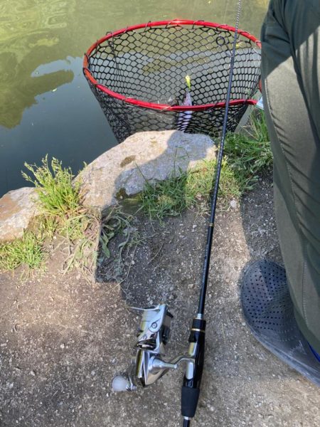 千早川マス釣り堀でトラウト！