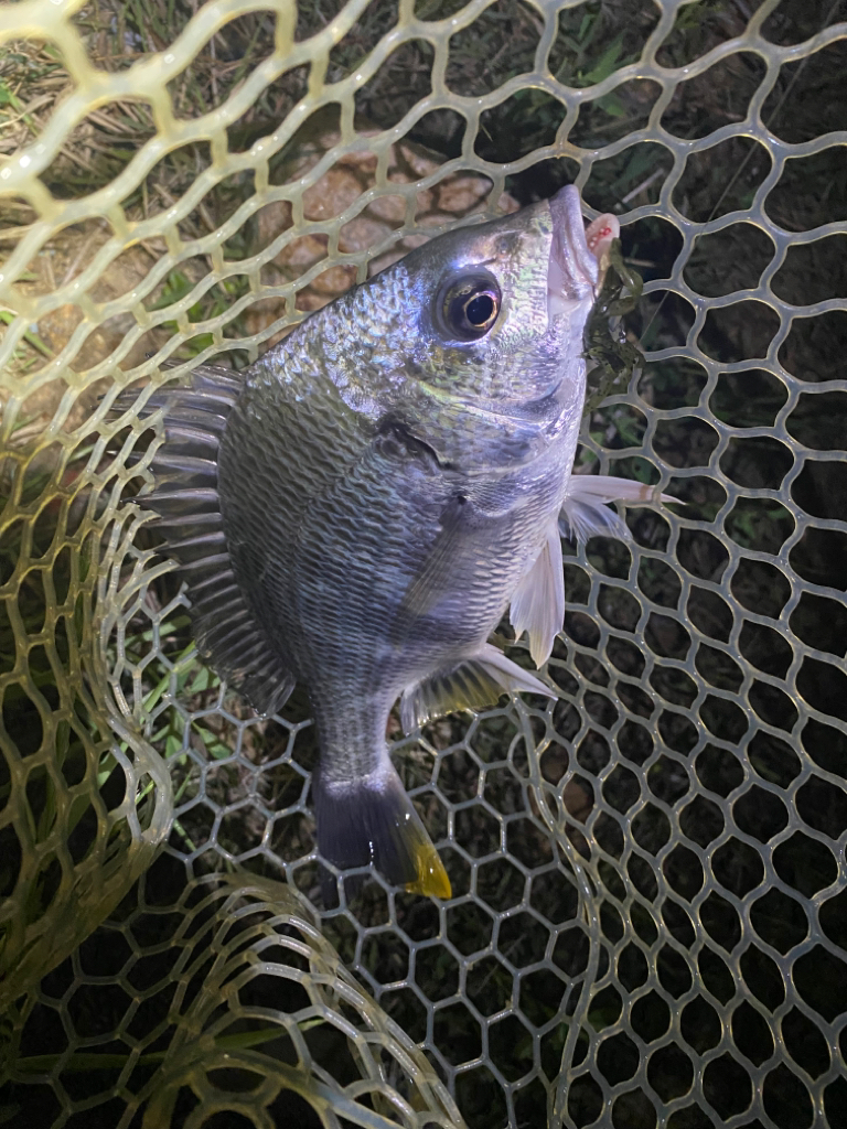 淀川ブリームゲーム