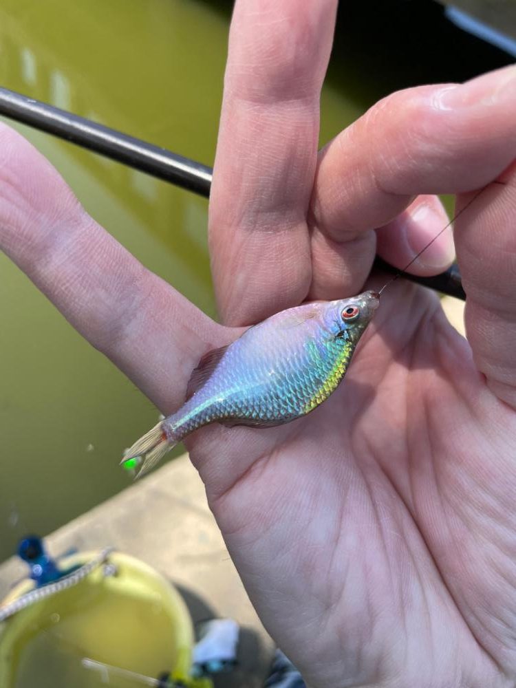 親子でタナゴ釣り