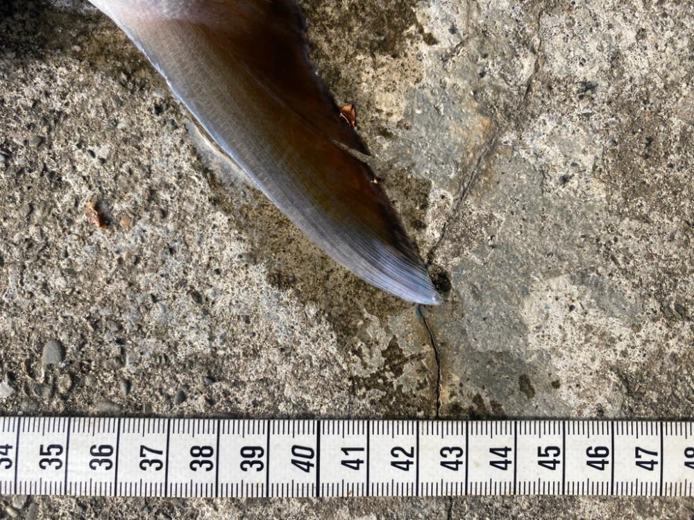 カマスの下にはやっぱりいる!