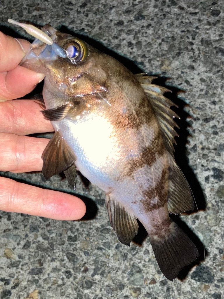 明石海峡メバル釣行