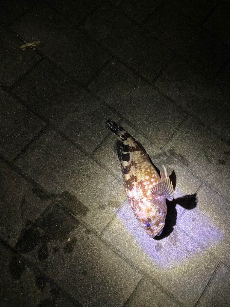 ガジラってきました