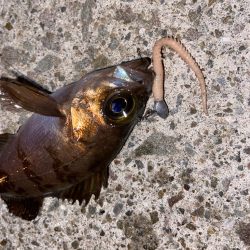 ライトロックフィッシュ