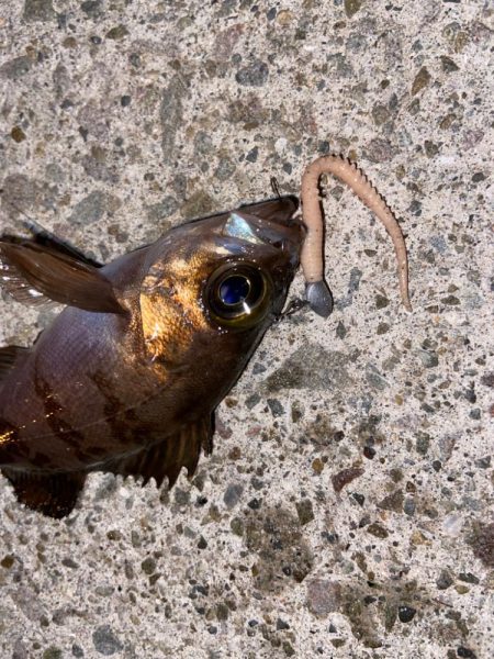 ライトロックフィッシュ