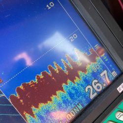 ガチンコロックフィッシュ