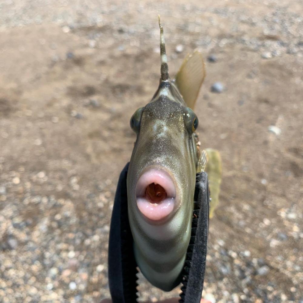 キスおるかなー