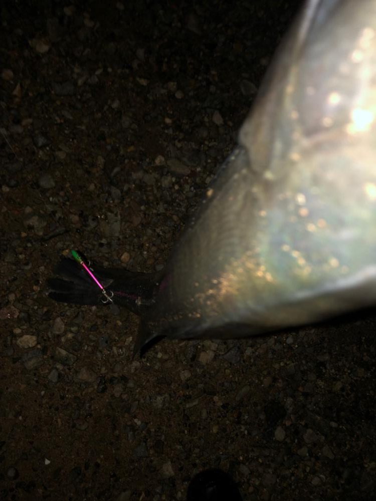 前に釣った魚と再会!?