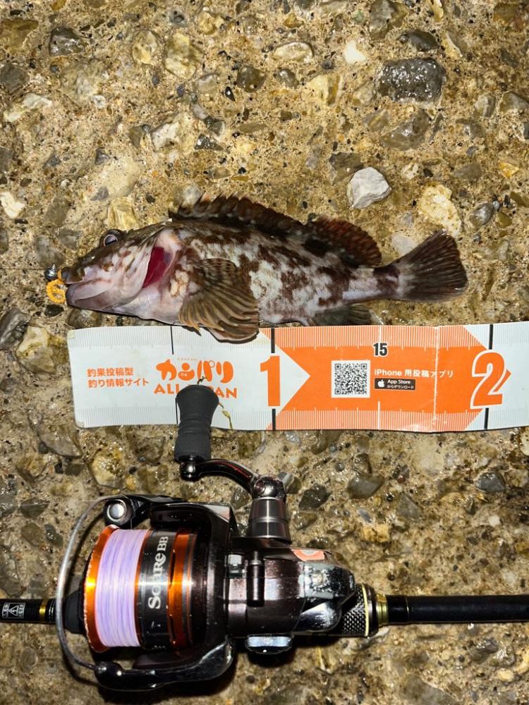 ぼちぼちの釣果