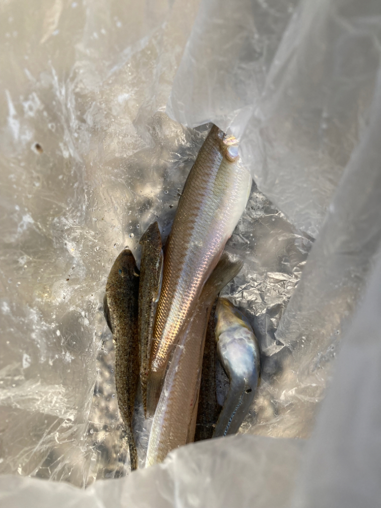 ファーストキス