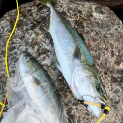 メジロ71センチ ハマチ50センチ