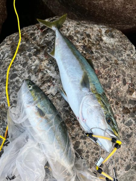 メジロ71センチ　ハマチ50センチ