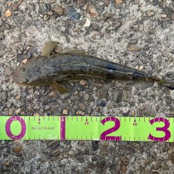 大本命✨だけどちっさ