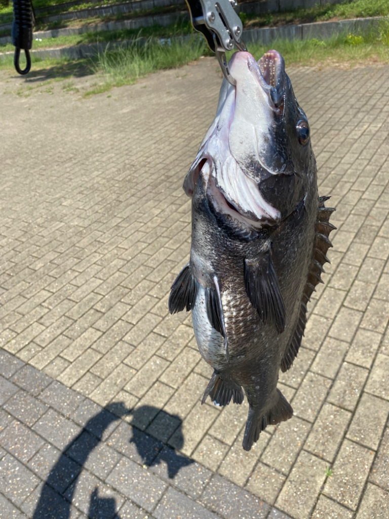 フカセってきました