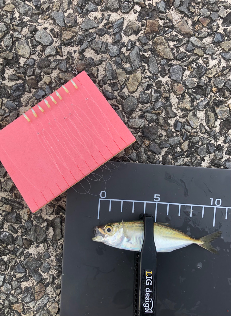 今朝も豆アジ！