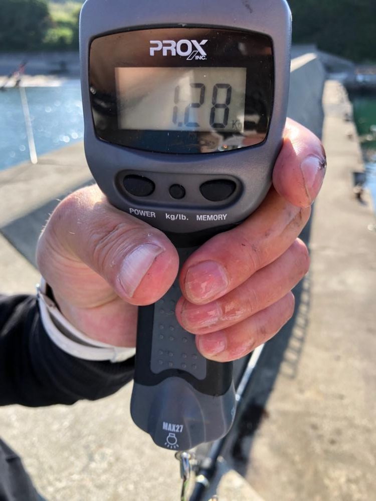 《春イカ釣り》