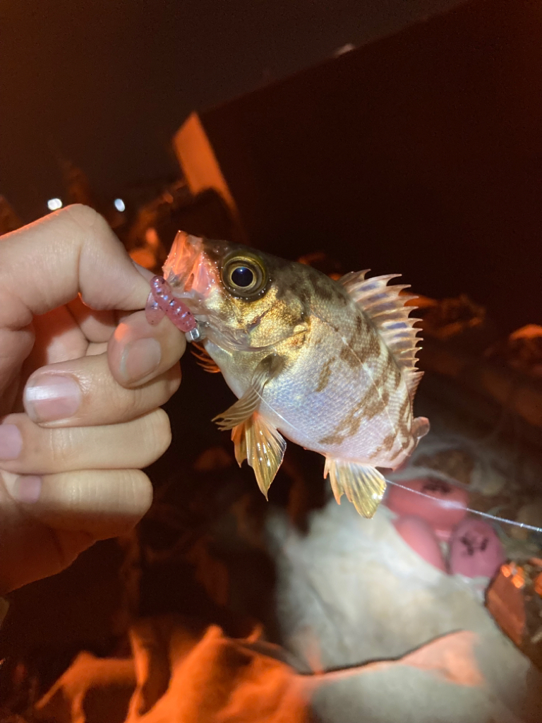 アジフライを探してメバリング?