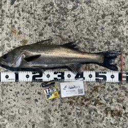 早い時間帯で釣る予定で出発