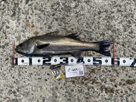 早い時間帯で釣る予定で出発