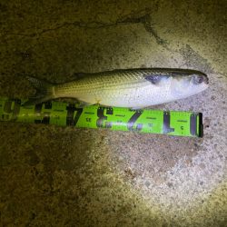 ヘチってきました