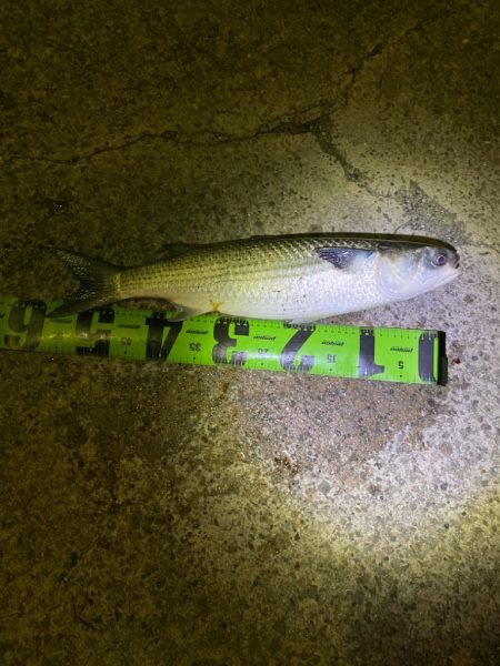 ヘチってきました