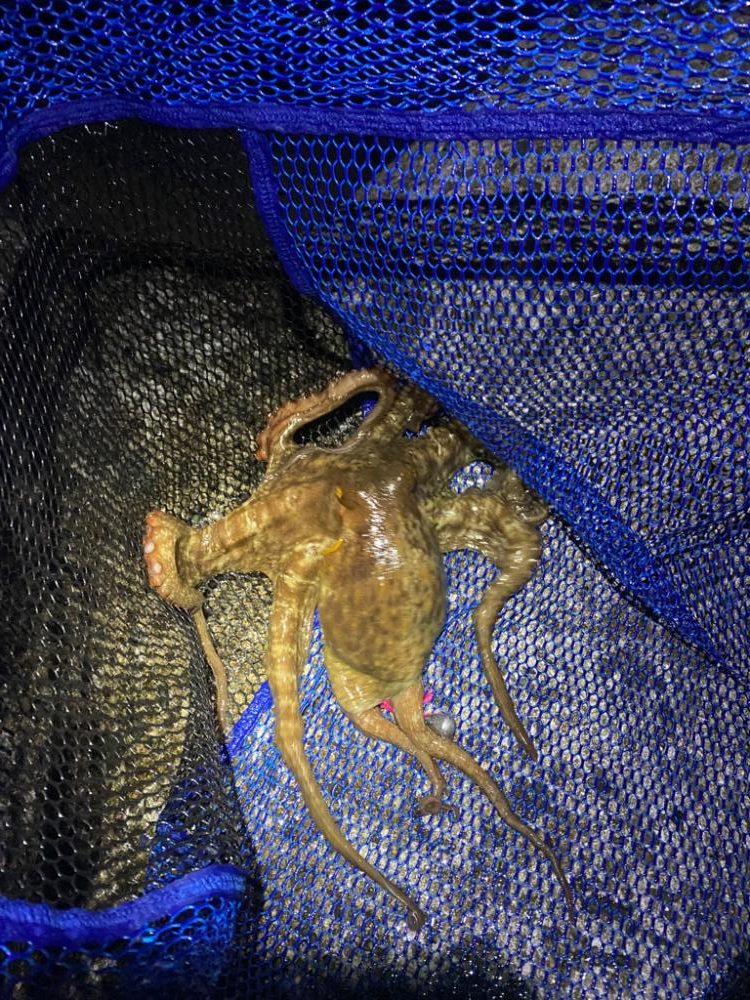 タコハンティング