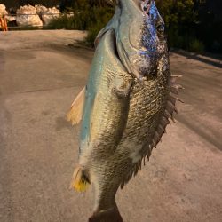 ヘチってきました