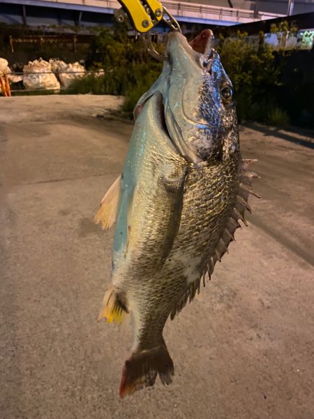 ヘチってきました