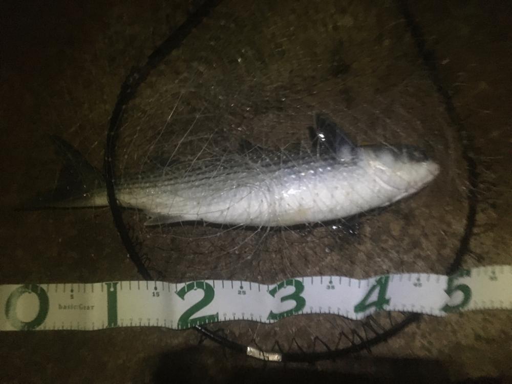 バチ抜け釣行  2