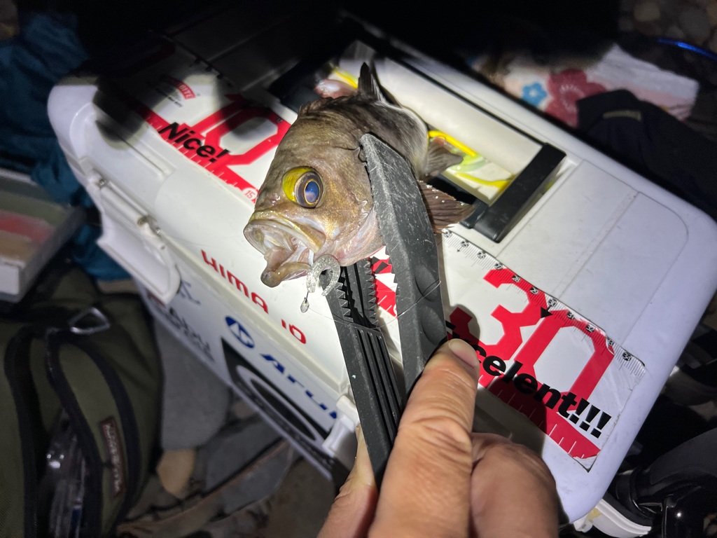 久しぶりのメバル探し