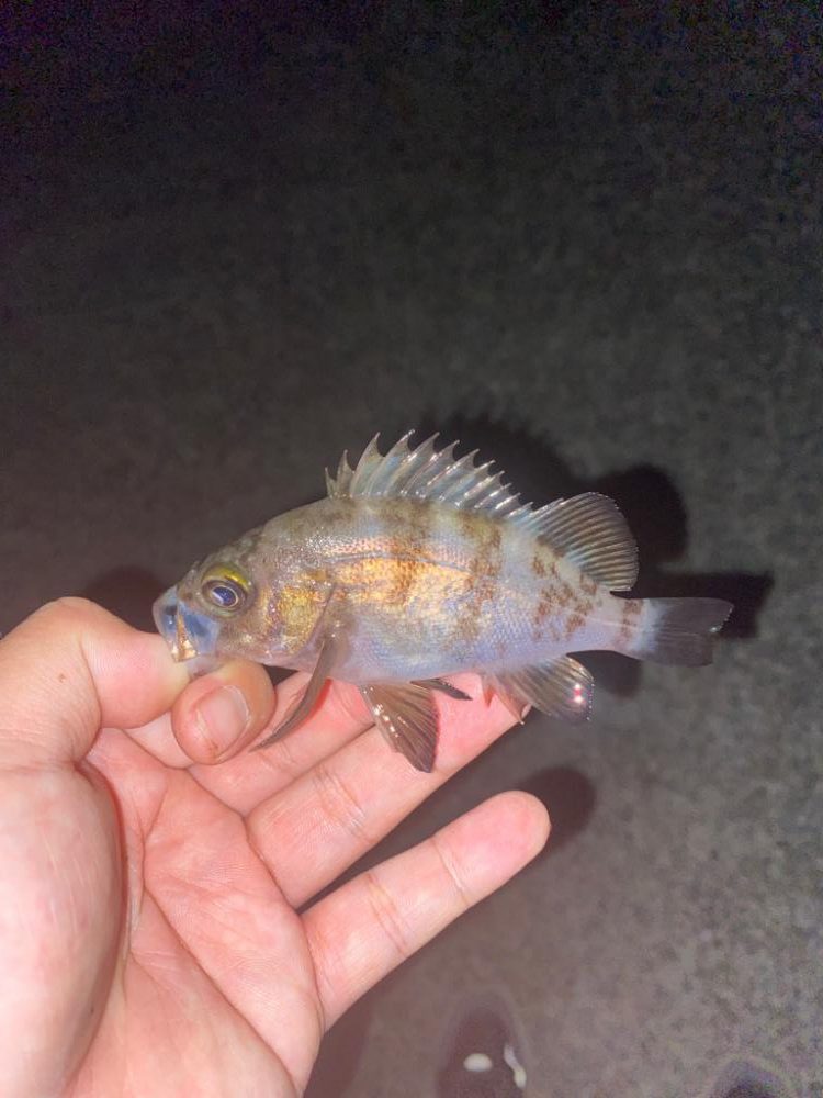 やっぱり釣りは楽しいなぁ